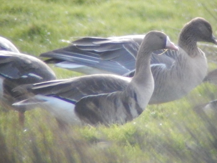 Russian White-fronted Goose