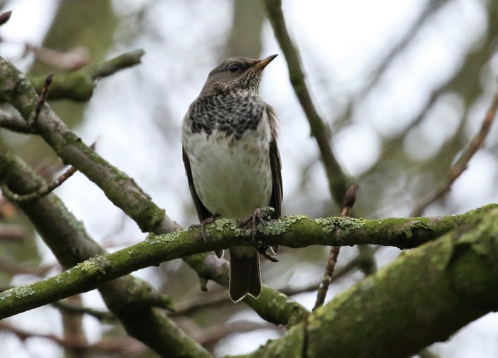 Black-throated Thrush