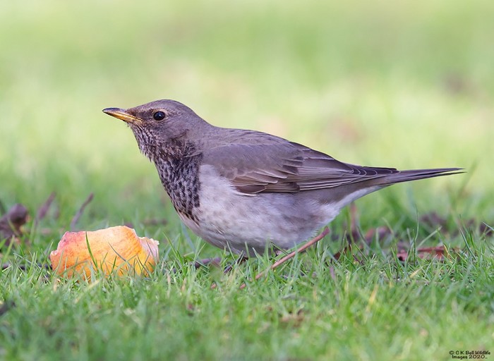 Black-throated Thrush