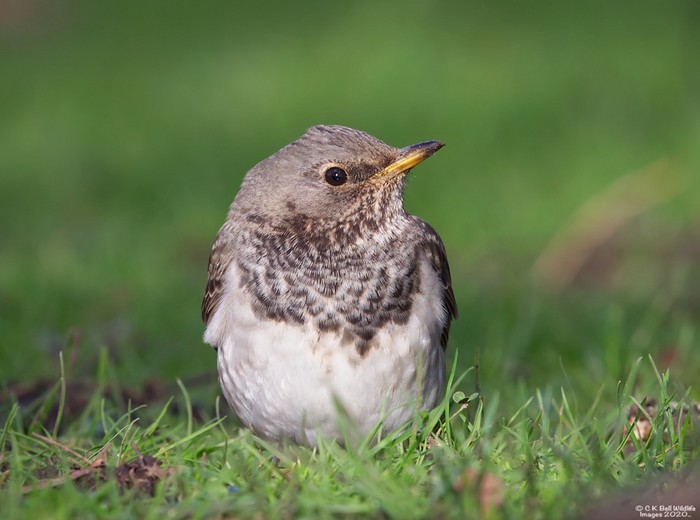 Black-throated Thrush
