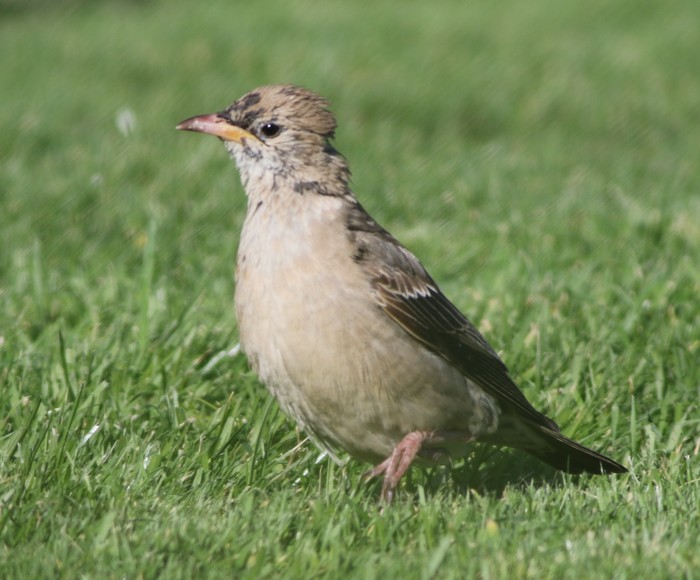 Rose-coloured Starling