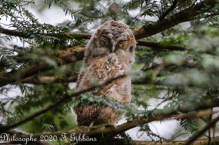 Tawny Owl