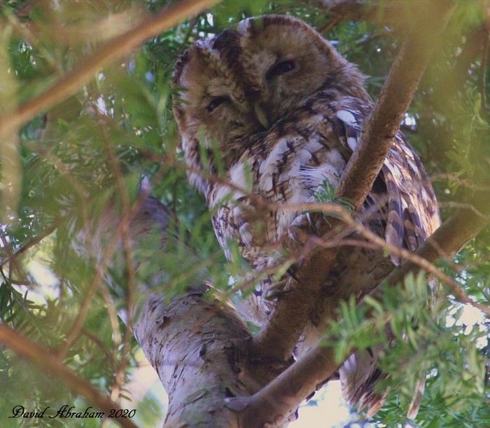 Tawny Owl