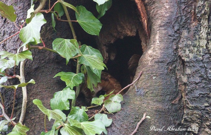 Tawny Owl