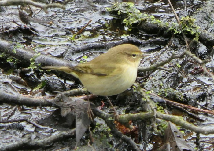 Chiffchaff