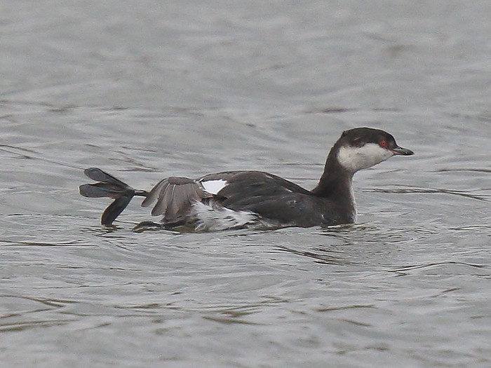 Slavonian Grebe