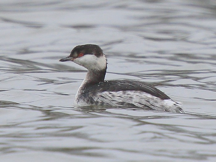 Slavonian Grebe