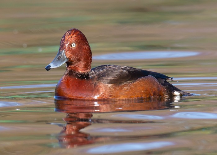 Ferruginous Duck