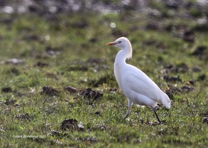 Cattle Egret