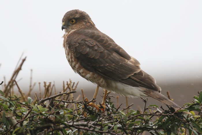 Sparrowhawk