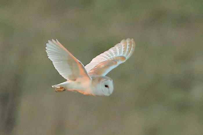 Barn Owl