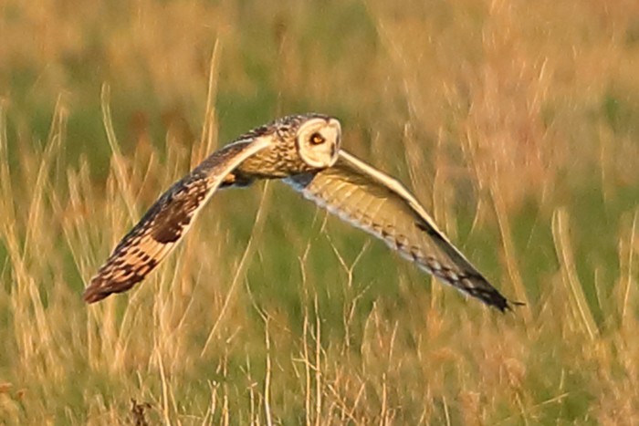 Short-eared Owl