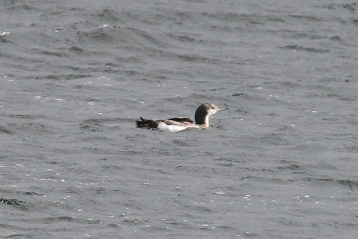 Black-throated Diver