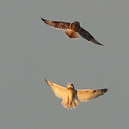 Short-eared Owl