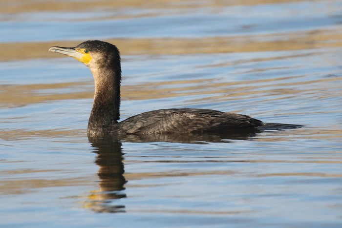 Cormorant