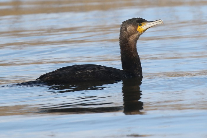 Cormorant