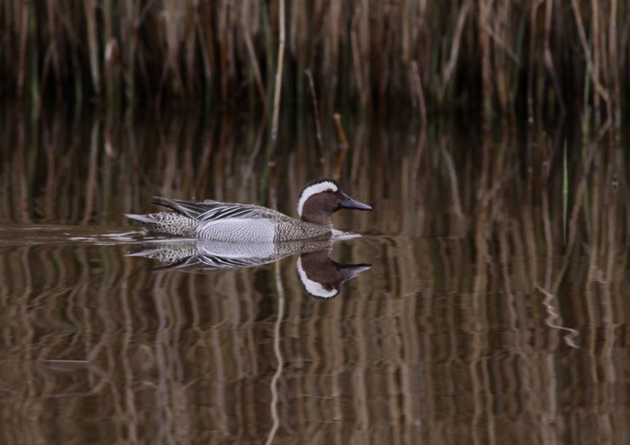 Garganey