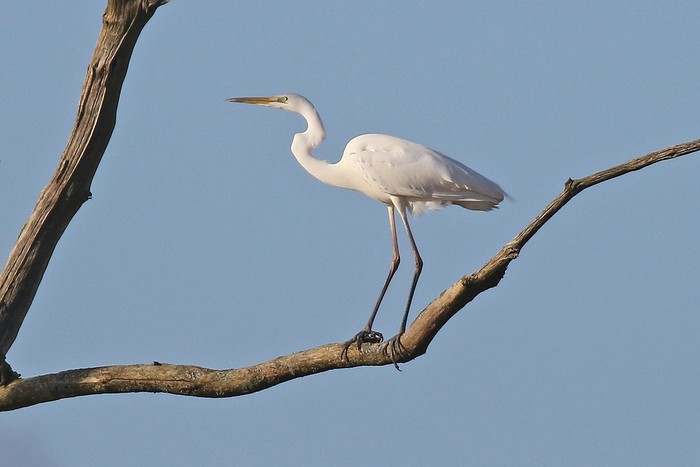 Great White Egret