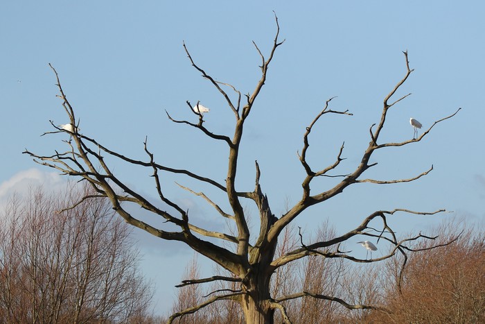 Great White Egret