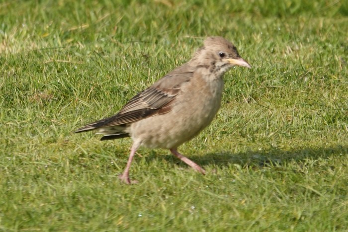 Rose-coloured Starling