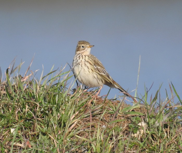 meadow pipit