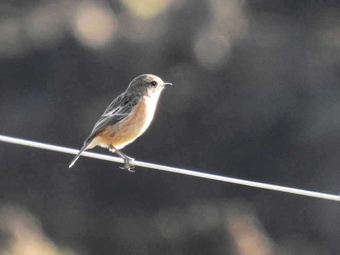 Stonechat