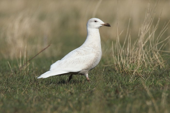 Glaucous Gull