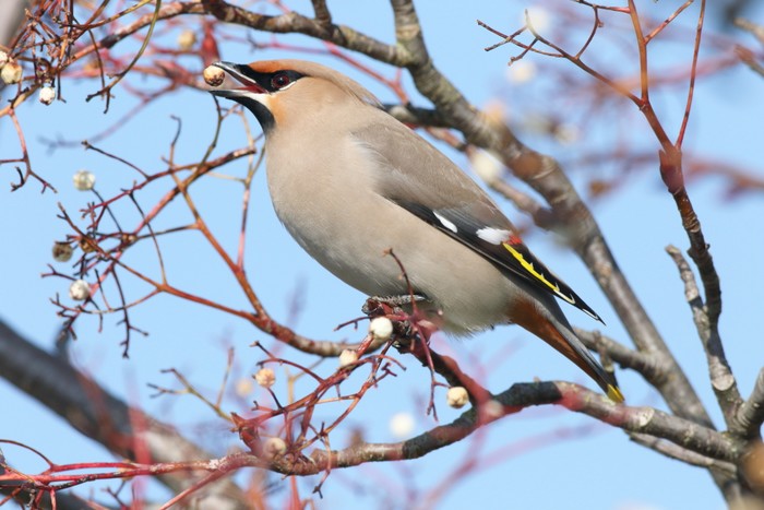 Waxwing