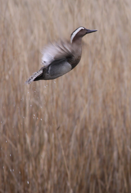 Garganey