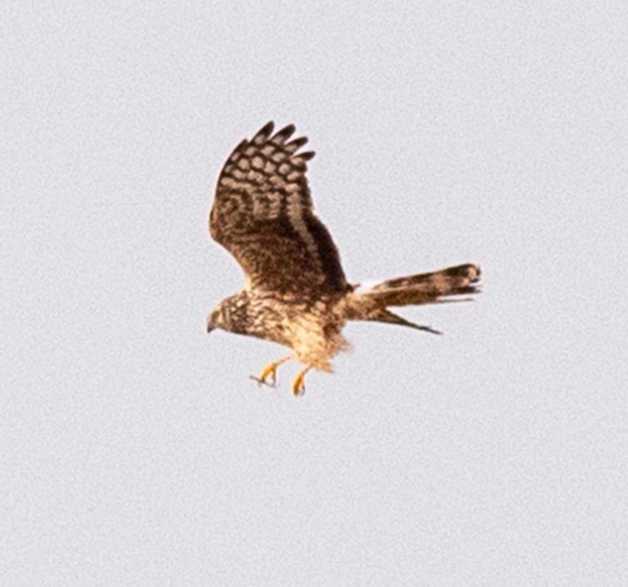 Hen Harrier