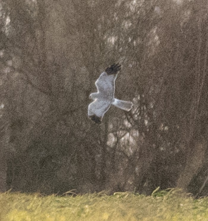 Hen Harrier