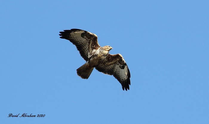Buzzard