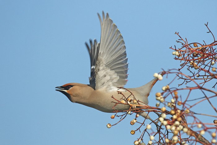 Waxwing