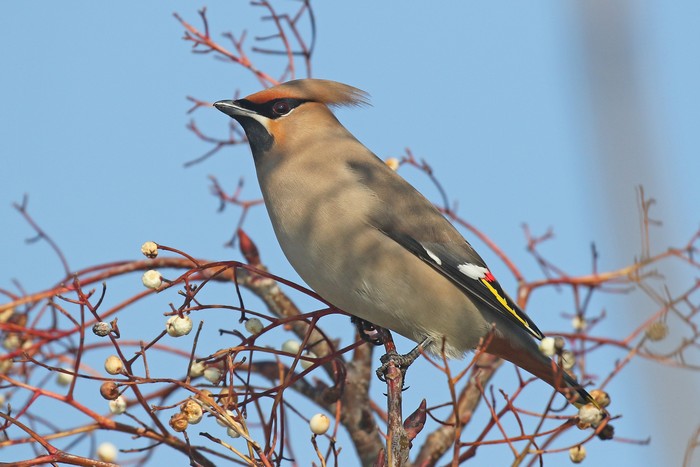 Waxwing