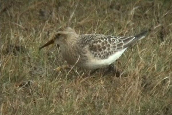 Baird's Sandpiper