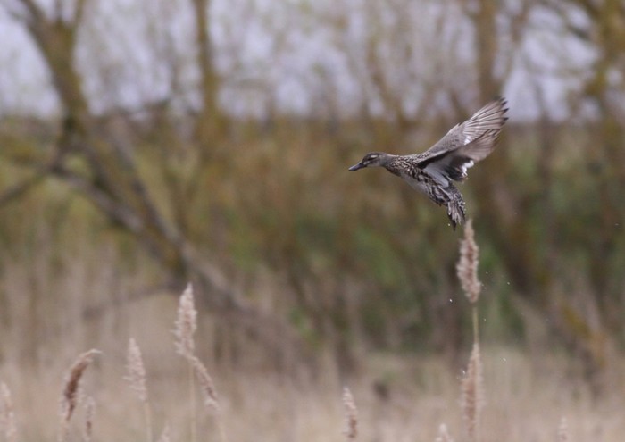 Garganey