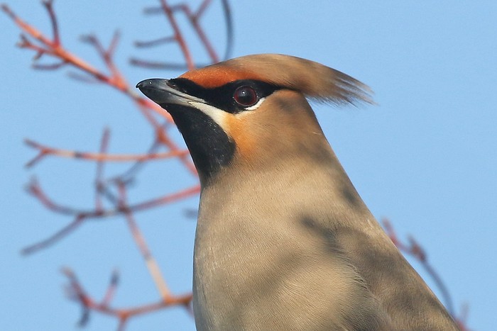 Waxwing