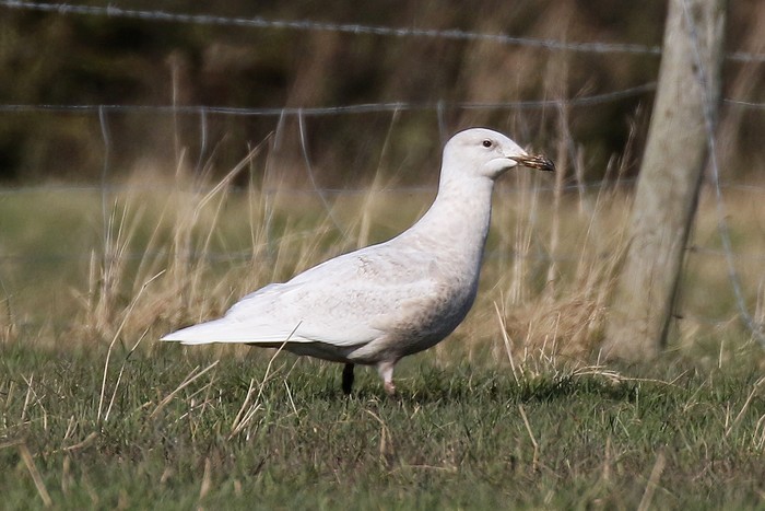 Glaucous Gull