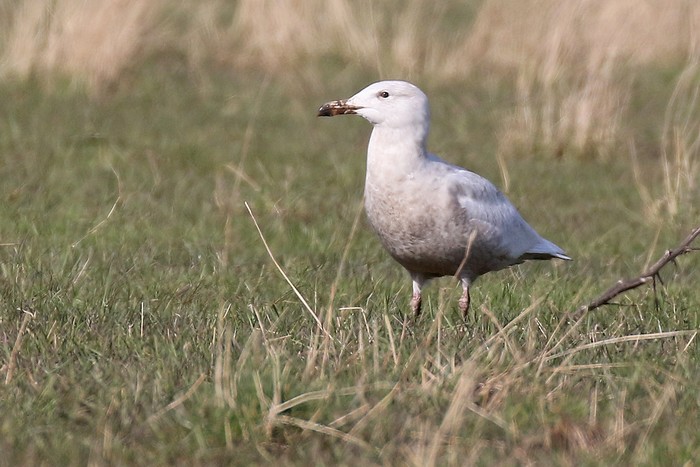 Glaucous Gull