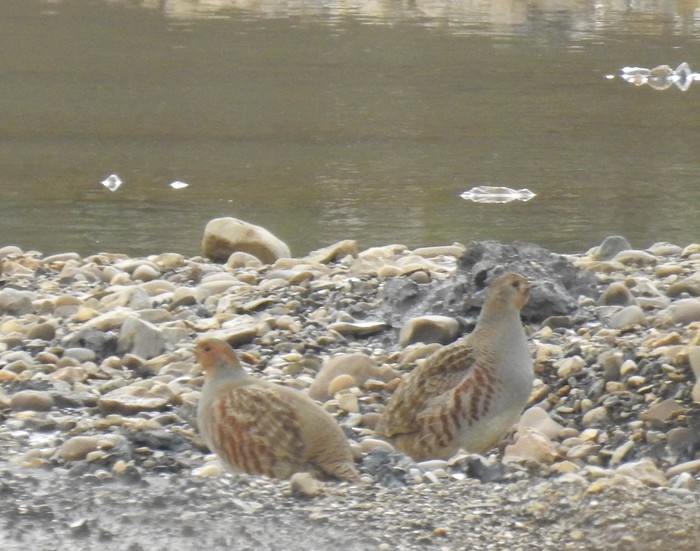 Grey Partridge
