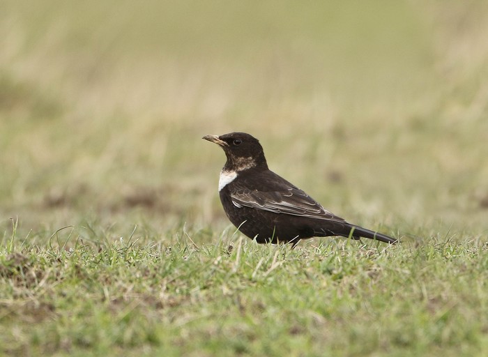 Ring Ouzel