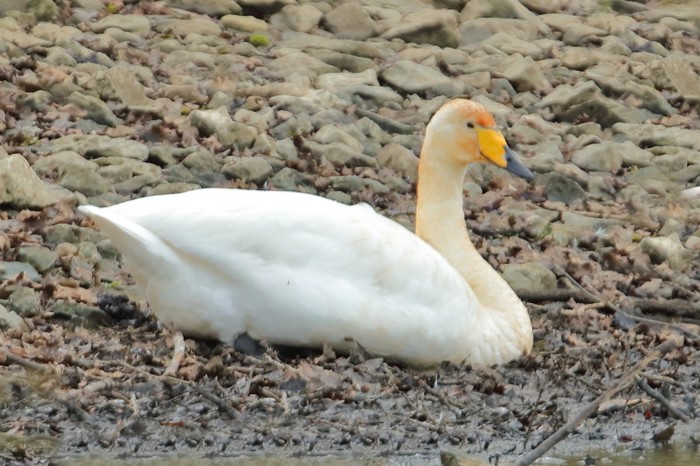 Whooper Swan
