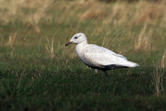 Glaucous Gull