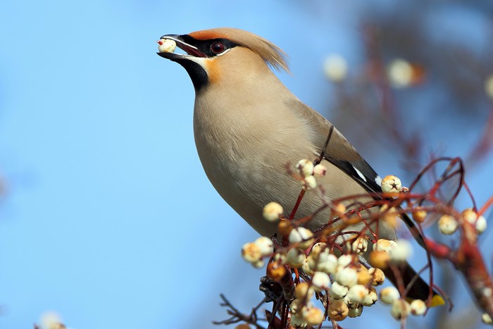 Waxwing