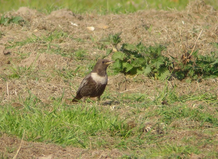 Ring Ouzel