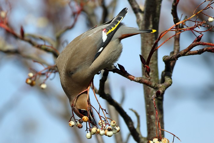 Waxwing