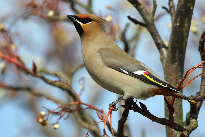 Waxwing