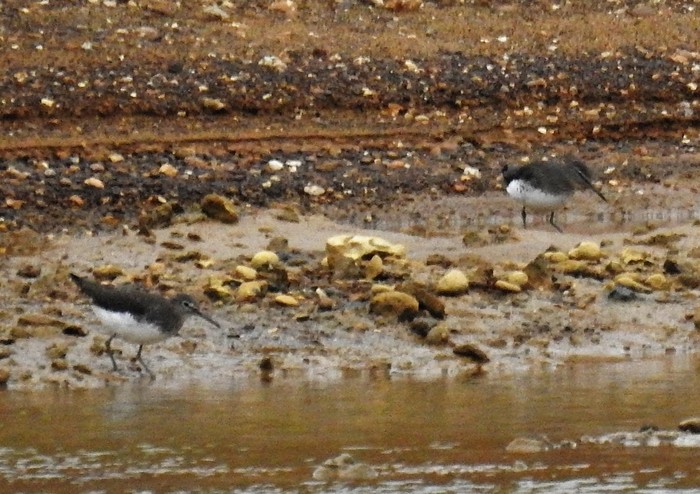 Green Sandpiper