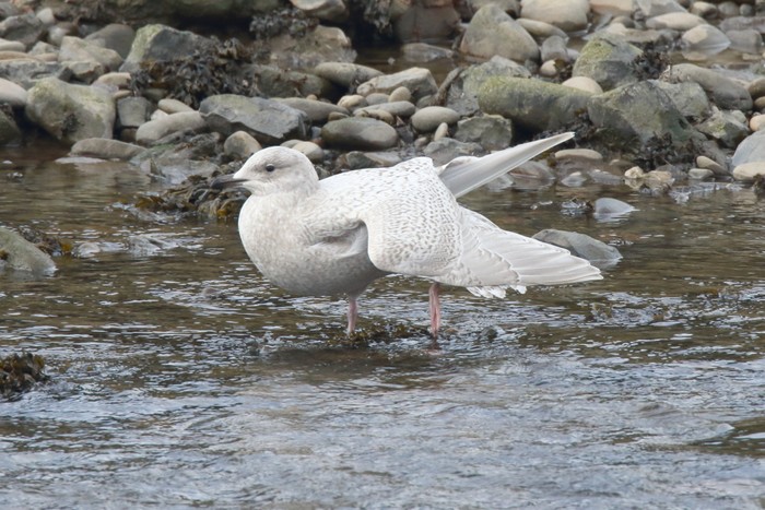Kumlien's Gull