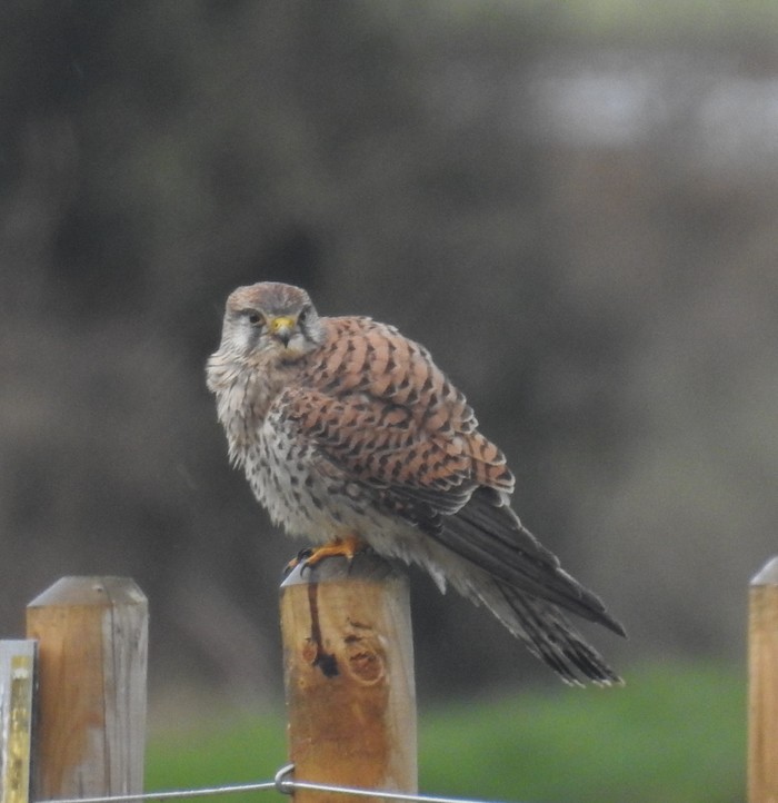 Kestrel